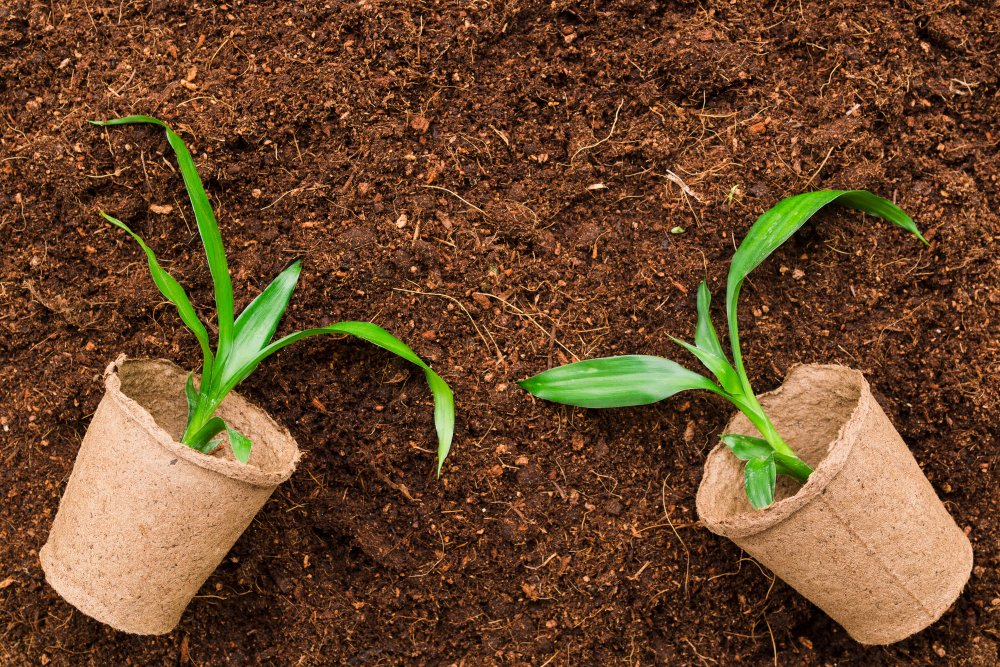 Coco peat, derived from the husk of coconuts, is no longer a niche product; it's a game-changer in modern agriculture.
