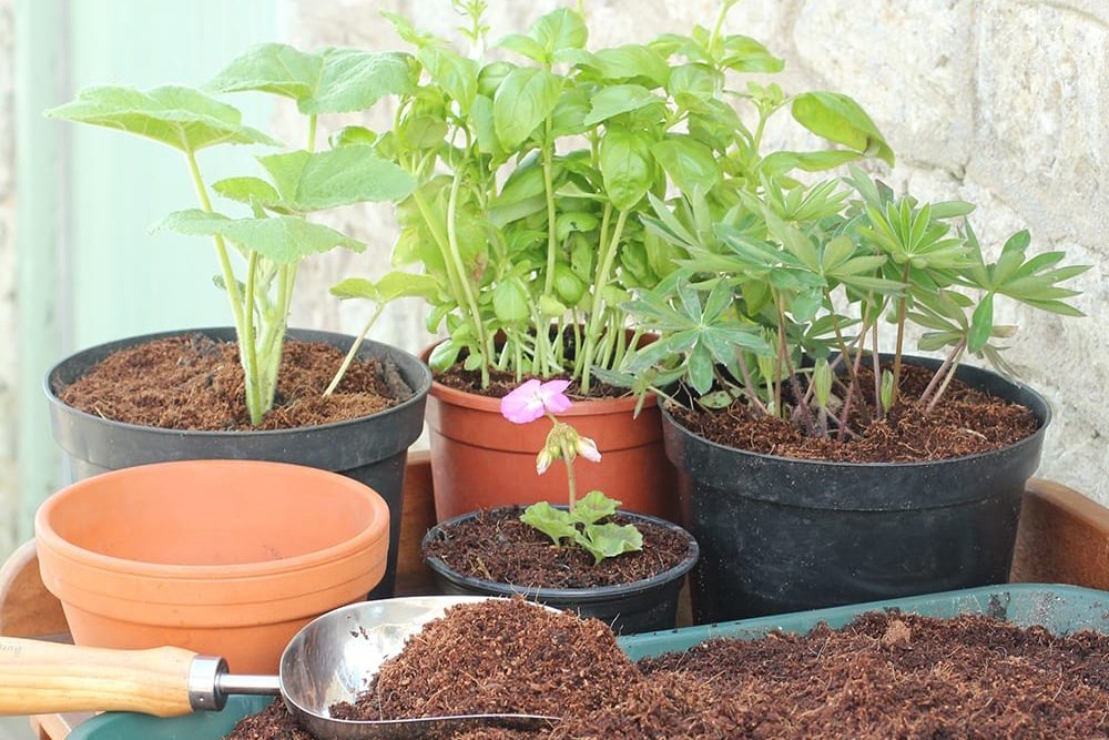 Eco-Friendly Farming with Organic Coconut Mulch
