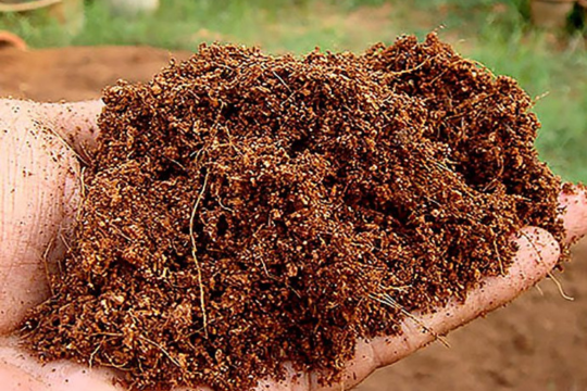 Coconut Peat