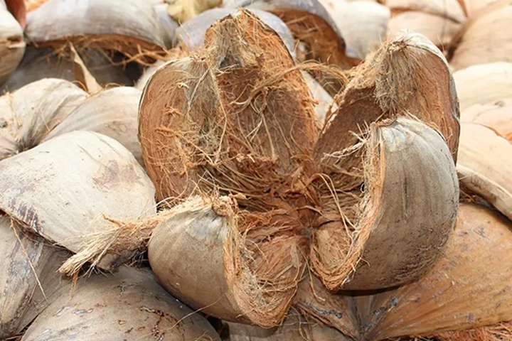 Coconut husks, a readily available agricultural waste product in many tropical regions, represent a vast, untapped resource with significant potential for sustainable construction