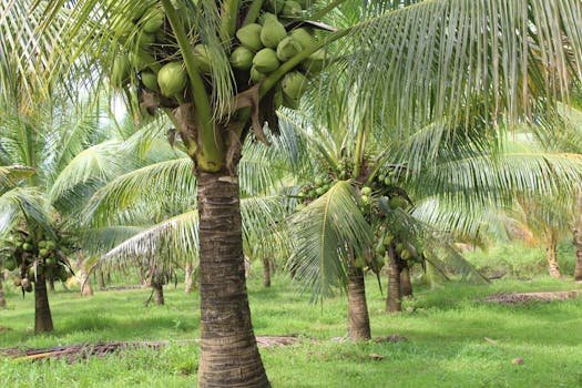 The foundation of sustainable coconut farming lies in understanding and respecting the delicate balance of the ecosystem.